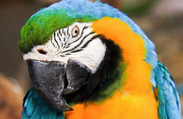 Eine Fotografie Eines Farbenfrohen Papageis Mit Einem Blau Gelben Gesicht — Stockfoto