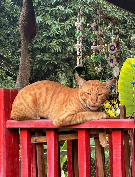 a photography of a cat laying on a red bench in a garden, tiger cat laying on a red bench in a garden.