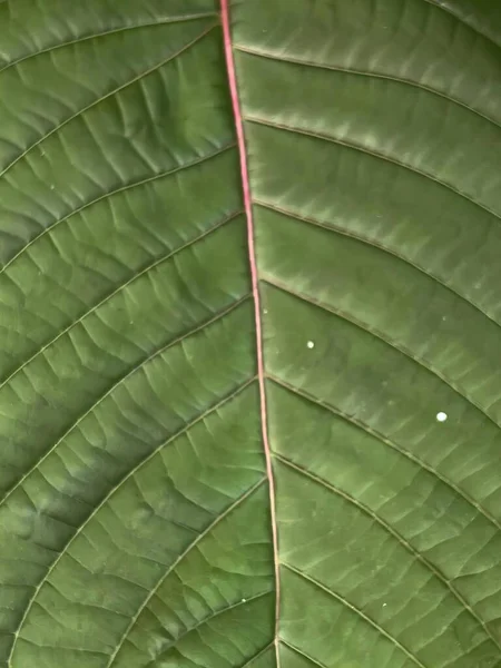 a photography of a close up of a leaf with a red line, leafhopper on a leaf with a red line in the middle.