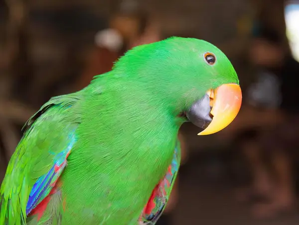 Fotografia Papugi Jasnozielonej Głowie Czerwonym Dziobie — Zdjęcie stockowe