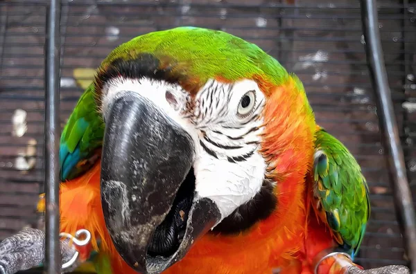 녹색과 오렌지 퍼치에 녹색과 오렌지 마카오 앵무새와 앵무새의 — 스톡 사진