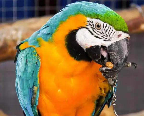 a photography of a colorful parrot with a piece of food in its mouth, macaw with a piece of food in its mouth.