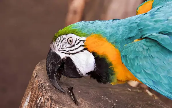 Φωτογραφία Ενός Πολύχρωμου Παπαγάλου Κεφάλι Του Ένα Κλαδί Πουλιού Μακάο — Φωτογραφία Αρχείου