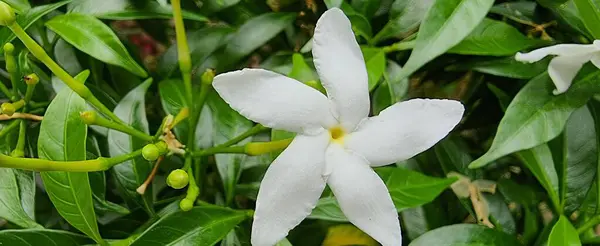 背景に緑色の葉を持つ白い花の写真 花の斑点は黄色の中心と緑の葉で白いです — ストック写真