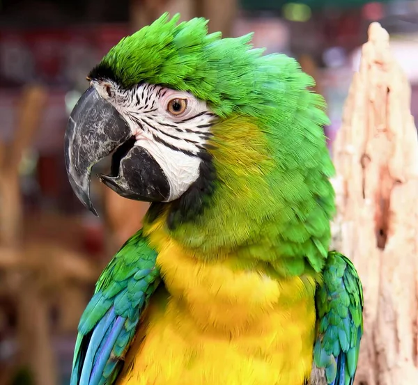 Uma Fotografia Papagaio Com Penas Verdes Amarelas Arara Com Penas — Fotografia de Stock