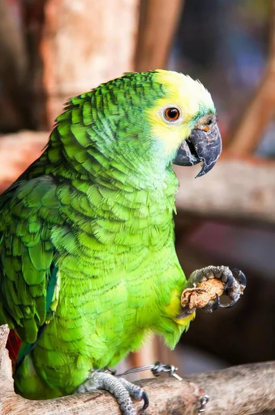 Uma Fotografia Papagaio Verde Sentado Ramo Com Pata Ramo — Fotografia de Stock