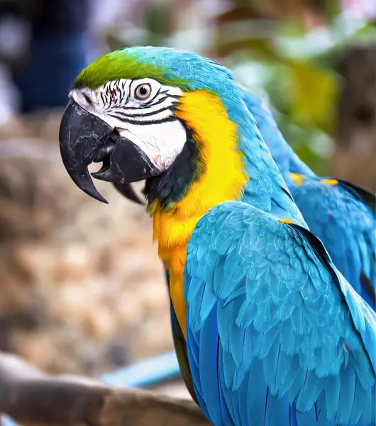 Photography Parrot Sitting Branch Its Wings Spread Macaw Sitting Branch — Stock Photo, Image