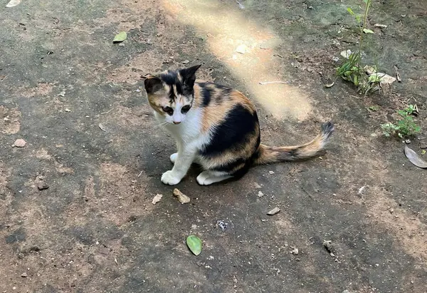 Yere Oturmuş Kameraya Bakan Bir Kedinin Fotoğrafı Mısırlı Kedi Yerde — Stok fotoğraf
