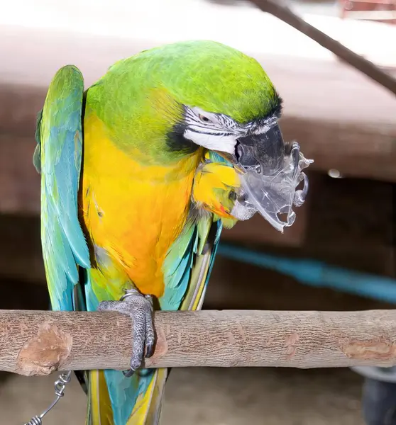 Fotografia Papugi Siedzącej Gałęzi Otwartym Dziobem Ptaka Żółtym Zielonym Piórem — Zdjęcie stockowe