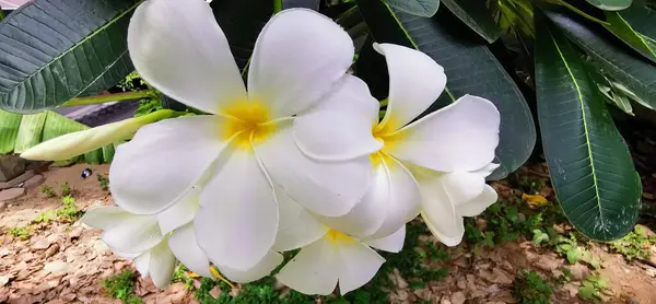 Sarı merkezli beyaz bir çiçeğin fotoğrafı. Etrafı yapraklarla çevrili. Bahçedeki sarı ve beyaz çiçek saksıları..