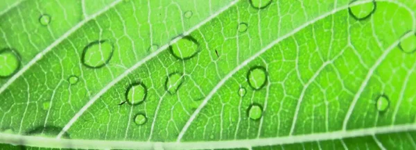 Een Foto Van Een Groen Blad Met Waterdruppels Erop Bellen — Stockfoto