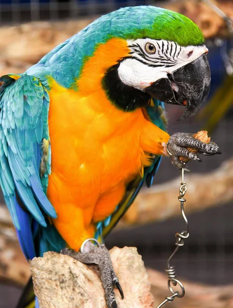 Photography Colorful Parrot Sitting Branch Chain — Stock Photo, Image