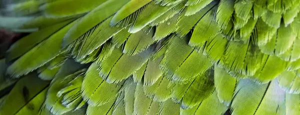 Фотография Крупным Планом Перьев Зеленой Птицы Ара Перья Зеленые Желтые — стоковое фото