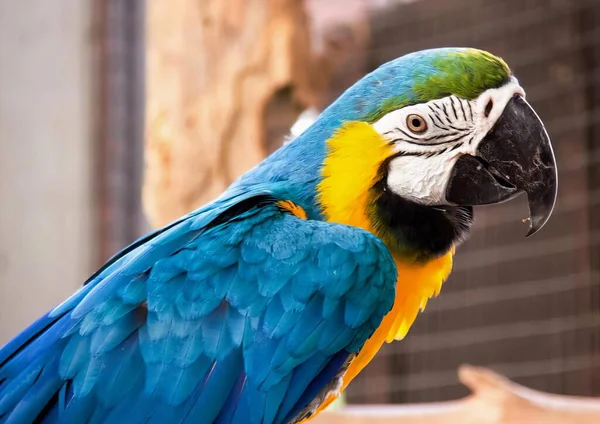 Una Fotografía Colorido Loro Sentado Una Percha Zoológico Pájaro Guacamayo —  Fotos de Stock