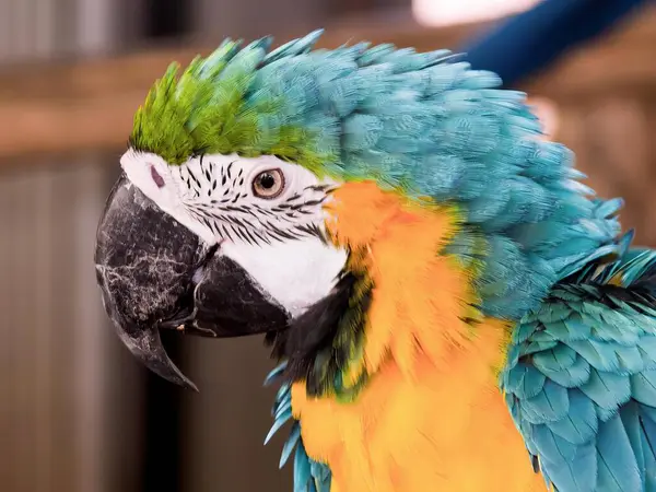 Fotografia Barwnej Papugi Niebiesko Żółtym Dziobem — Zdjęcie stockowe
