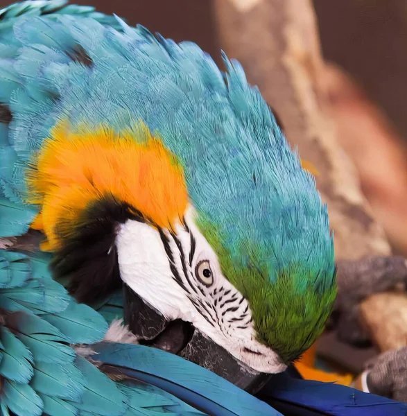 Fotografia Barwnej Papugi Głową Gałęzi Macaw Kolorowymi Piórami Siedzącej Gałęzi — Zdjęcie stockowe