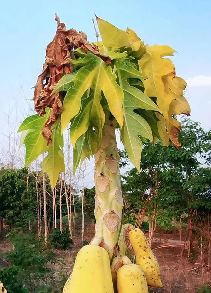 a photography of a bunch of bananas hanging from a tree, banana tree with a bunch of bananas hanging from it\'s branches.