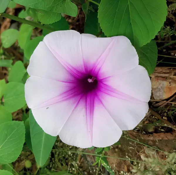 Eine Fotografie Einer Blume Mit Violettem Zentrum Umgeben Von Grünen — Stockfoto