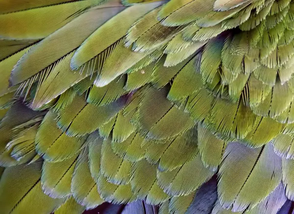 Fotografia Bliska Ptasich Piór Pióra Zielone Żółte Czerwoną Plamą — Zdjęcie stockowe