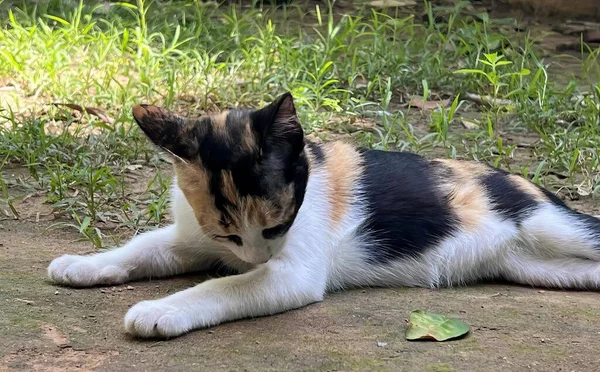 草の上で地面に横たわる猫の写真 コリーの猫が葉で草の上に横たわっています — ストック写真