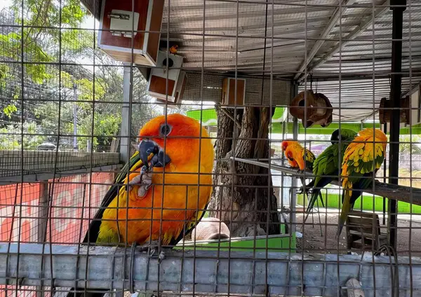 Una Fotografía Dos Pájaros Colores Una Jaula Zoológico Guacamayos Una — Foto de Stock
