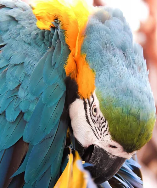 Ett Fotografi Färgglad Papegoja Med Huvudet Nacken — Stockfoto