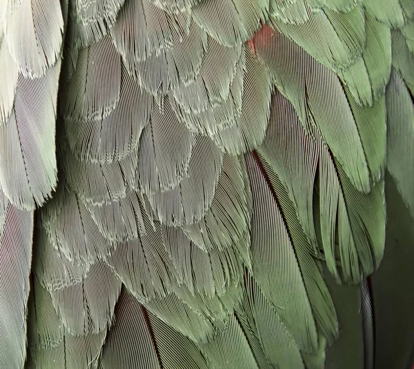 깃털의 클로즈업의 마카오 깃털은 빨간색 반점과 녹색과 흰색입니다 — 스톡 사진