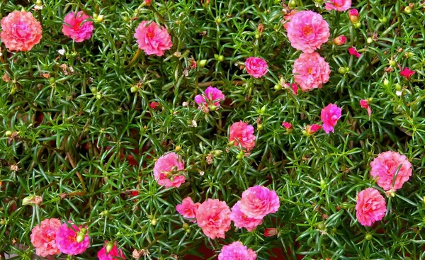 Фотографія Куща Рожевих Квітів Зеленим Листям Квіткова Рослина Рожевими Квітами — стокове фото