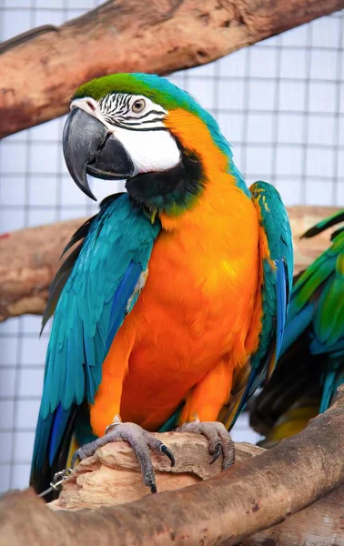 Photography Two Colorful Birds Sitting Branch Cage Macaws Sitting Branch — Stock Photo, Image