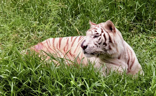 Fotografie Bílého Tygra Ležícího Trávě Pantera Tygra Odpočívajícího Trávě Ohradě — Stock fotografie