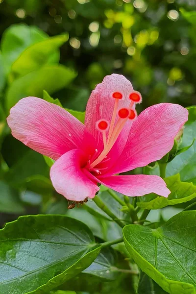 Фотография Розового Цветка Зелеными Листьями Заднем Плане Цветочный Горшок Розовыми — стоковое фото