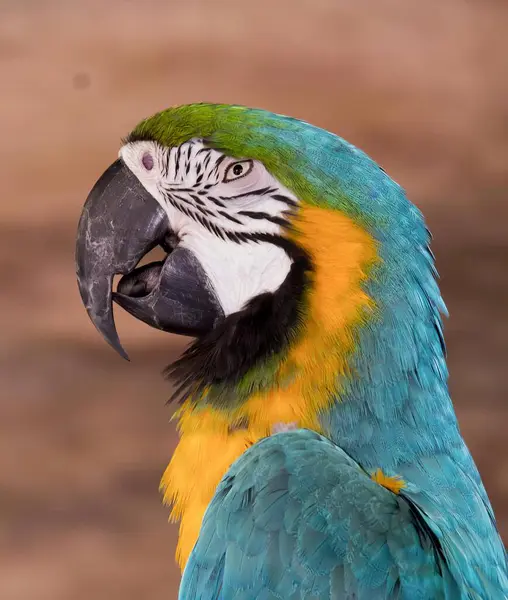 Photography Parrot Blue Yellow Face Macaw Green Yellow Head Blue — Stock Photo, Image