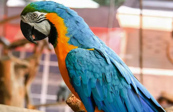 Eine Fotografie Eines Bunten Papageis Der Auf Einem Ast Einem — Stockfoto