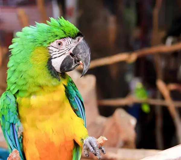 Uma Fotografia Papagaio Sentado Ramo Com Uma Pena Verde Amarela — Fotografia de Stock
