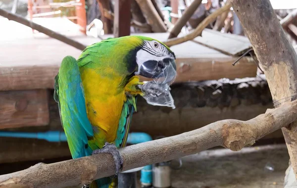 Ett Fotografi Papegoja Med Skalle Huvudet Macaw Med Skalle Huvudet — Stockfoto