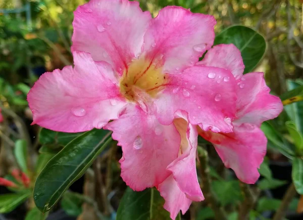 Fotografia Różowego Kwiatu Kropelkami Wody Doniczka Różowymi Kwiatami Zielonymi Liśćmi — Zdjęcie stockowe