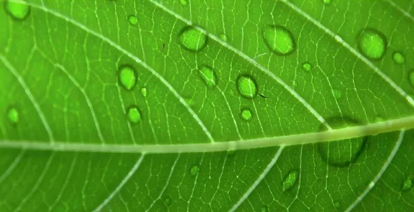 a photography of a green leaf with water droplets on it, chrysomelidic water droplets on a leaf's surface.
