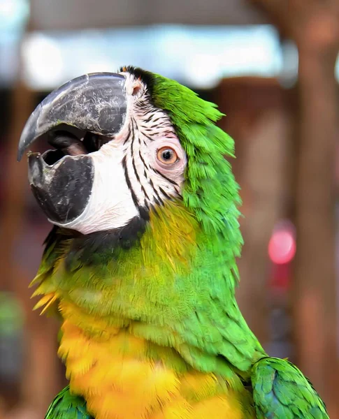 Ett Fotografi Papegoja Med Grönt Och Gult Ansikte Macaw Med — Stockfoto
