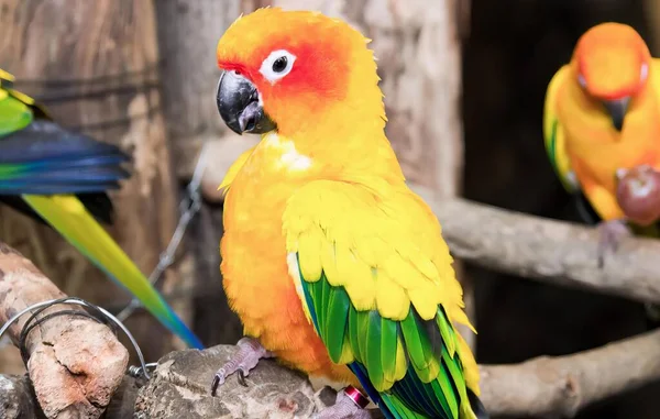 Una Fotografía Par Pájaros Coloridos Sentados Una Rama Árbol Guacamayos —  Fotos de Stock
