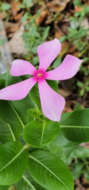 Arkasında yeşil yapraklar olan pembe bir çiçeğin fotoğrafı..