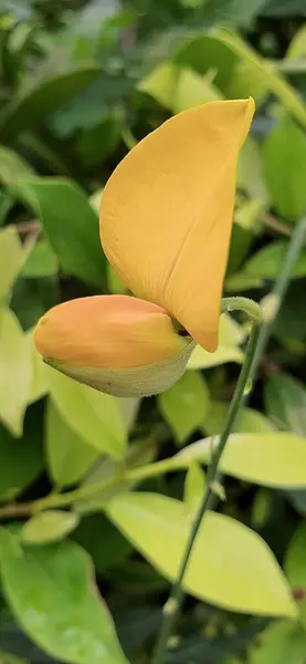 a photography of a yellow flower budding out of a green plant, flowerpot with a yellow flower on a stem with green leaves.