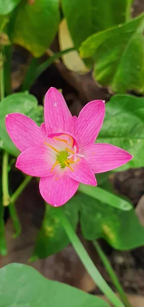 Photography Pink Flower Yellow Center Surrounded Green Leaves — Stock Photo, Image