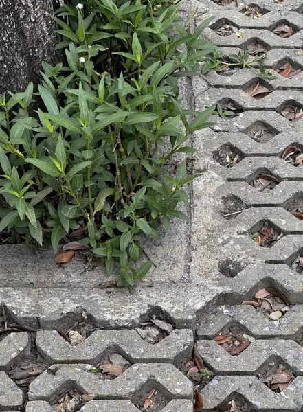 Eine Fotografie Einer Pflanze Die Aus Einem Riss Einem Bürgersteig — Stockfoto
