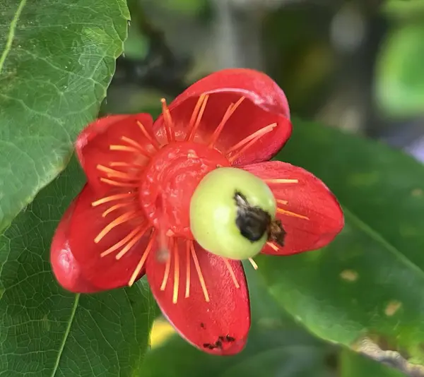 a photography of a red flower with a green center, pismire flower with a green center and yellow stamen.