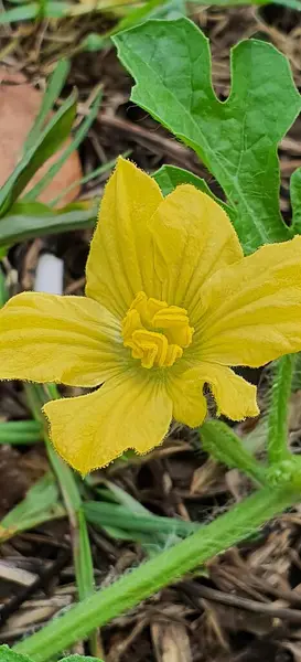 Fotózás Egy Sárga Virág Földön Cukkini Virág Sárga Szirmok Zöld — Stock Fotó