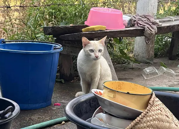 a photography of a cat sitting in a bucket next to a bucket of water, buckets and bowls of dirty dishes are sitting on the ground.