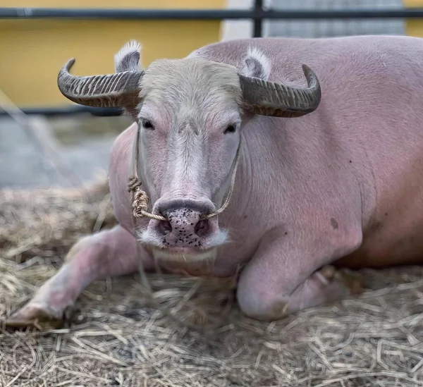 Μια Φωτογραφία Μιας Αγελάδας Κέρατα Ξαπλωμένη Στο Σανό Ένα Στυλό — Φωτογραφία Αρχείου