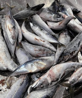 Bir masanın üzerinde oturan bir grup balığın fotoğrafı, oncorhynchus kisutch balıkları tepside yığılmıştır..