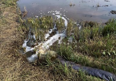 Çimenlerde yatan ölü bir kuşun fotoğrafı. Nehrin kıyısındaki timsah derisi bir cesedin yanında..