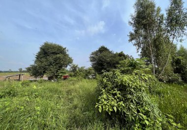 Raylarda tren, ağaçlar ve çalılarla dolu bir göl kıyısı ve uzakta bir köprü olan bir tarlanın fotoğrafı..